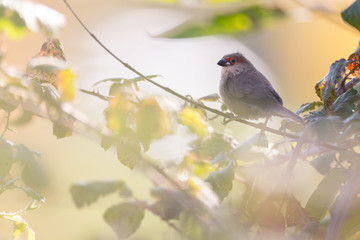 Common waxbill (Bico-de-lacre-comum), wild bird in a field, Braga, Portugal.	