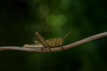 Image of Brown grasshopper, insect ,On a branch, on nature background.