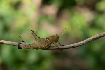 Image of Brown grasshopper, insect ,On a branch, on nature background.