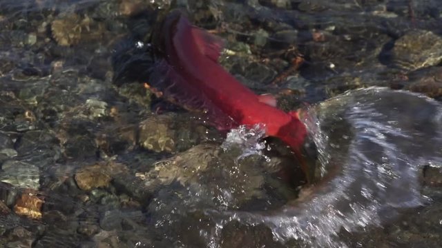 Wild red salmon fish Sockeye Salmon (Oncorhynchus nerka) swimming in shallow water, splashing during spawning. Pacific salmon primarily red color and dying after they spawn. Slow motion.