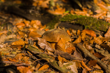 Fototapeta premium cepe