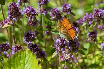 Brown butterfly sitting on meadow flowers.