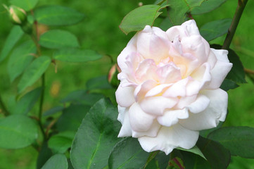 White roses that bloom beautifully