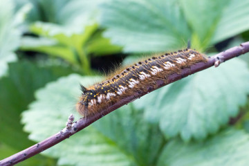 Beautiful big caterpillar fluffy with yellow spots