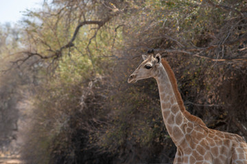 young giraffe in forest