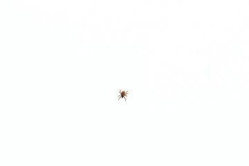 Isolated mite red and black on a white background