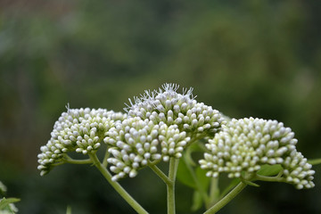 A collection of Poison Hemlock, Conium Maculattim can plant in tropic