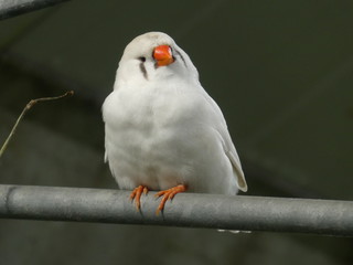 zebra finch