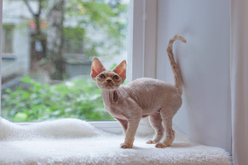 A small thoroughbred kitten stands on the windowsill at the window. devon Rex