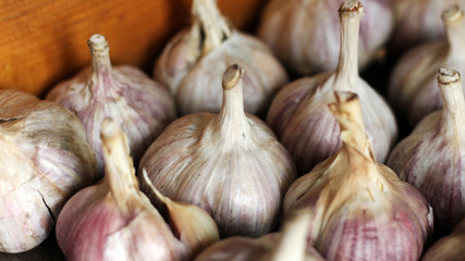 garlic bulbs with garlic cloves
