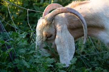 Naughty old goat stealing veggies from the vegetable garden