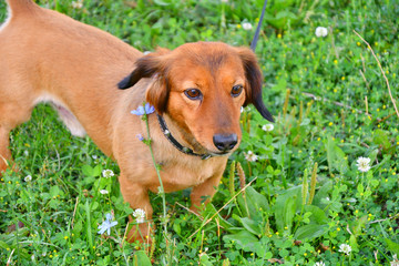 Dog breed Dachshund