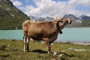 Rind am Stausee