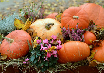 Autumn still life with flowers and pumpkins and corn