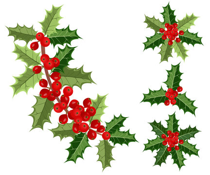 Holly berries, vector illustrations of holly branches with berries on white background for Christmas cards and decorative design.
