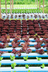 image of Hydroponics vegetable farm