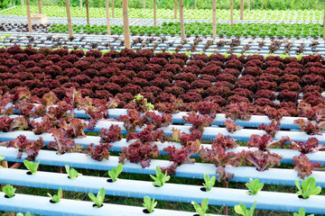 image of Hydroponics vegetable farm