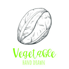 Cabbage hand drawn vector illustration, isolated sketched design element.