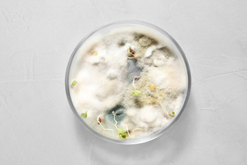 Germination and energy analysis of oat seeds in Petri dish on light table, top view. Laboratory research