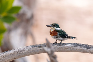 aves