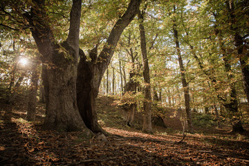 Chestnut Valley in Italy, Bologna, Emilia Romagna. Autumn 2019