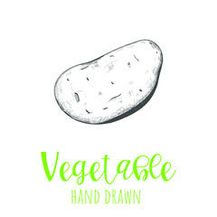 Potato hand drawn vector illustration, isolated sketched design element.