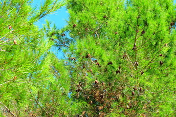 Nature of Sainte Marguerite island, France