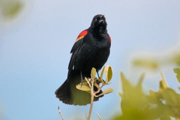 aves