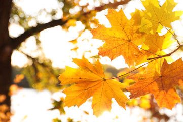 Fototapeta na wymiar Tree branch with sunlit golden leaves in park, closeup. Autumn season