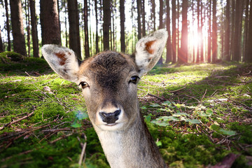 Junges Reh im Wald