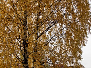 Yellow leaves. Autumn birch.