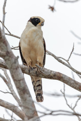 aves