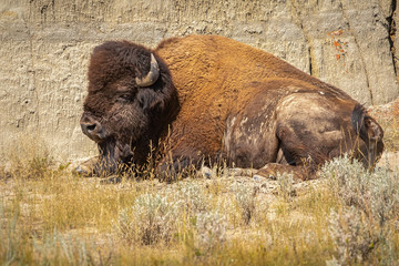 bison resting next to a rock © Tom Olson Photo