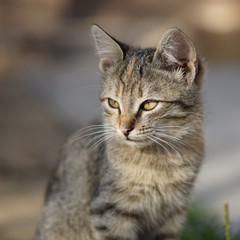 Beautiful kitten sits outdoors, close up portrait.