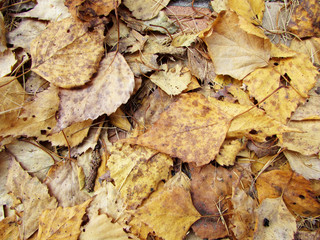 Yellow autumn foliage. Dry leaves.