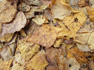 Yellow autumn foliage. Dry leaves.