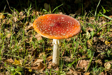 Fliegenpilz im Wald mit Herbstlaub auf dem Boden