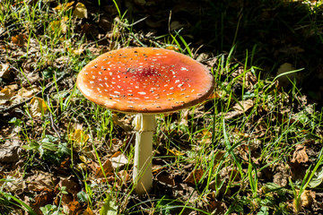 Fliegenpilz im Wald mit Herbstlaub auf dem Boden