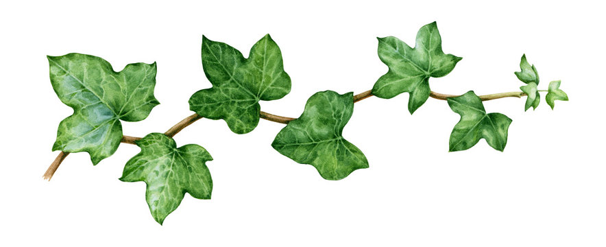 Ivy watercolor illustration. Green lush hedera helix close up image. Fresh botanical green branch with leaves and buds. Garden evergreen plant isolated on white background.