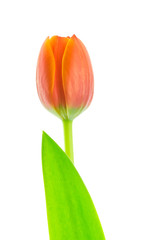 Orange tulip on white background