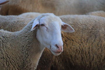closeup of a sheep in the farm