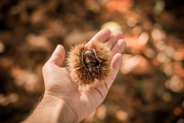 Chestnut Valley in Italy, Bologna, Emilia Romagna. Autumn 2019