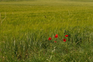 Mohnblumen am Feldrand