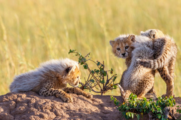 Playful cheetah cubs playing with each other on a termite mold