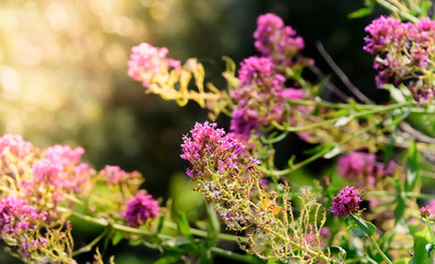 Field of Rosebay Willowherb