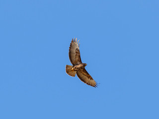 Common Buzzard flying against a clear blue sky