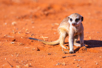 Junges Erdmännchen (Suricata suricatta) auf Futtersuche