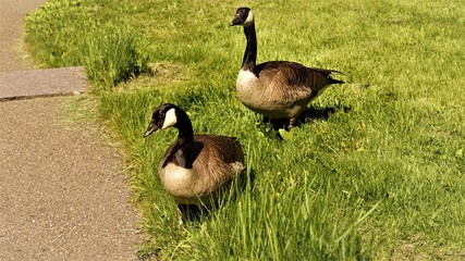 goose