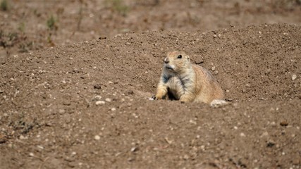 Prairie Dog