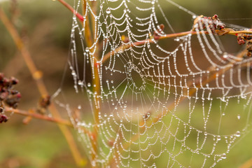 Spider web with water drops
